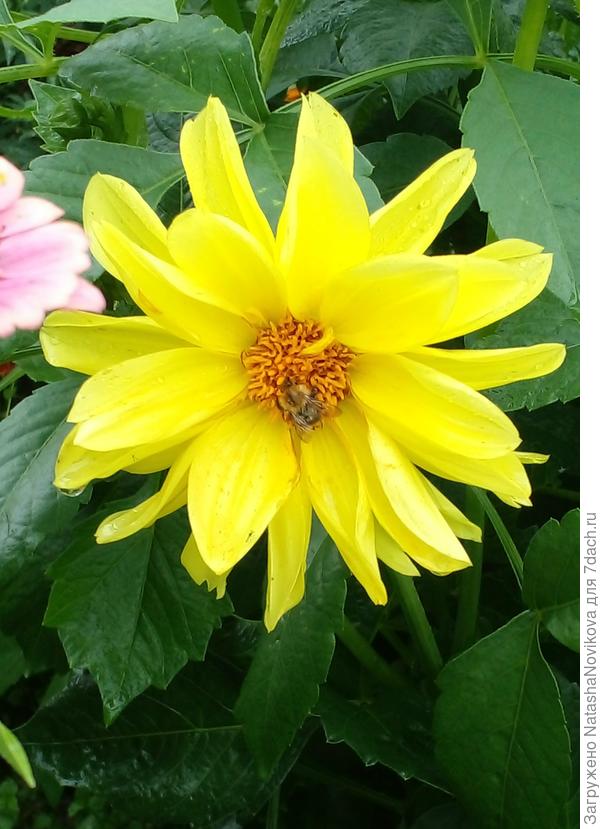 солнышко на клумбе