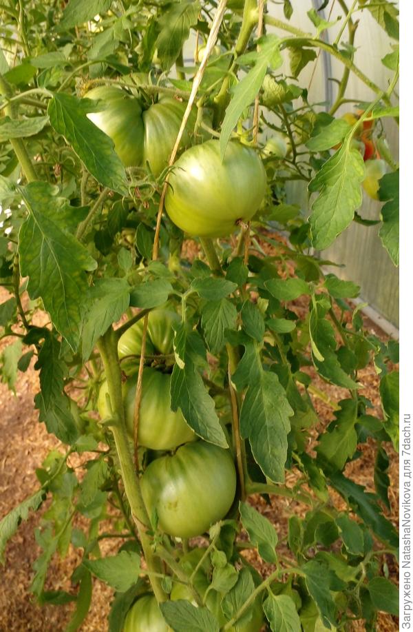 зеленых ещё много