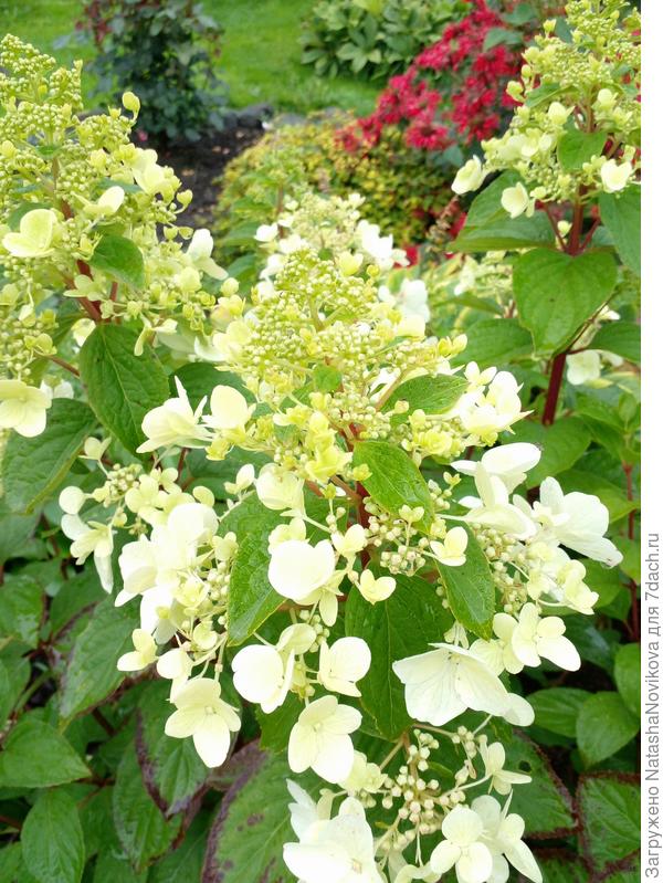 гортензия пока одна из шести наконец то начинает цвести