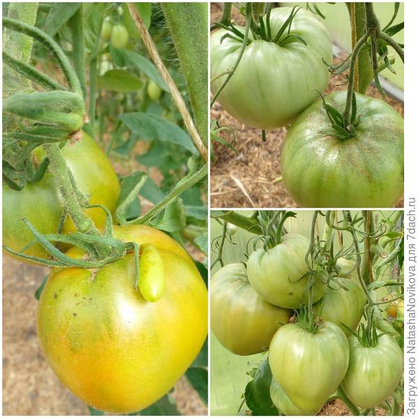 зелени ещё полно