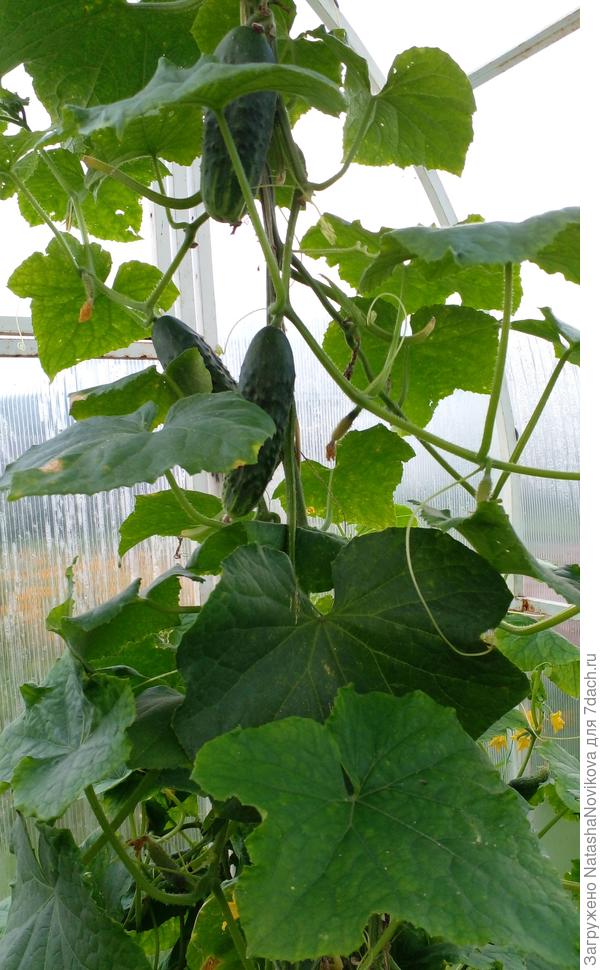 один куст оставила, второй выдрала