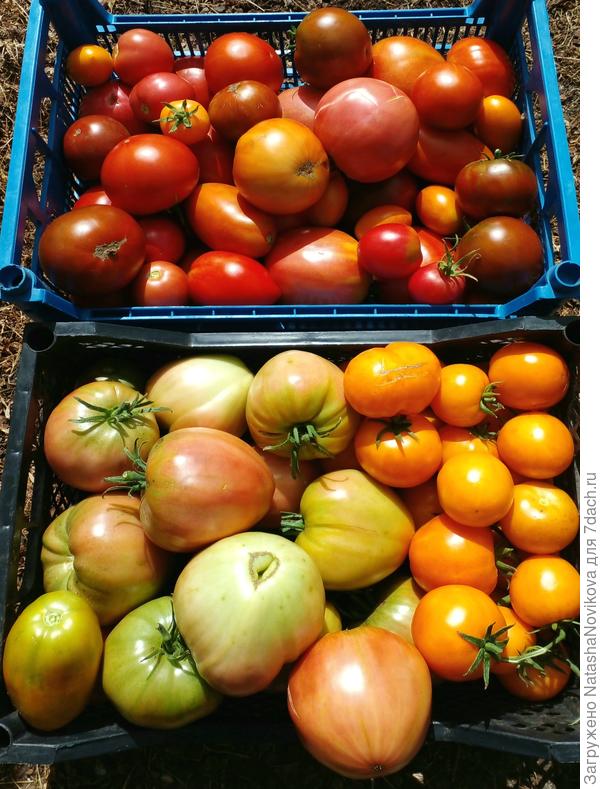 пусть дома доспевают, лето же...