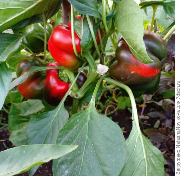 базарный, без названия