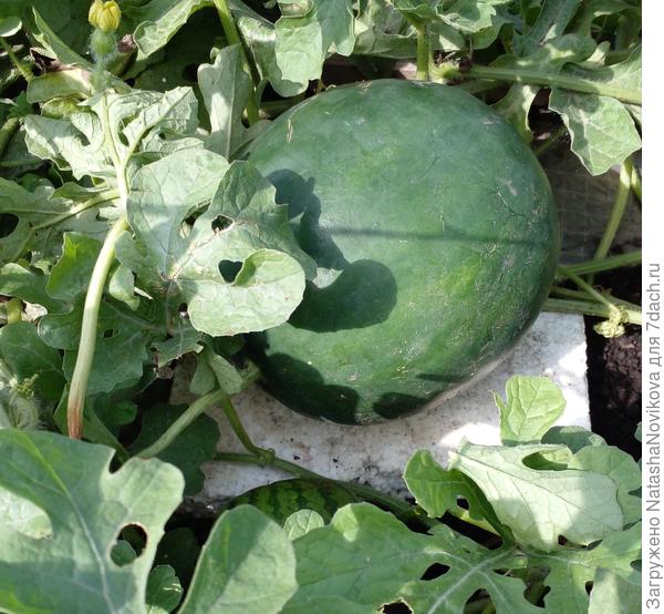 этот похож на сорт &quot;скороспелый сахарный&quot; должен быть спелым