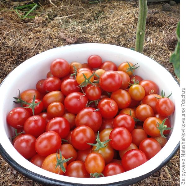 обалденно сладкие черри, похожи на "краски"