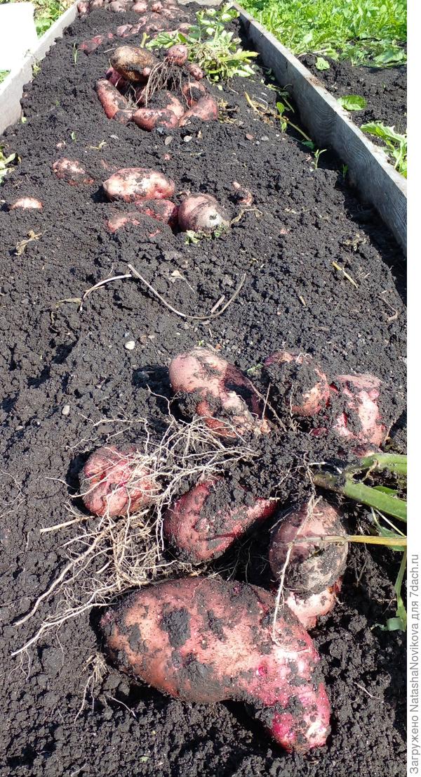 картошка вкусная, я её ем со второй половины июля, но не красивая и не ровная