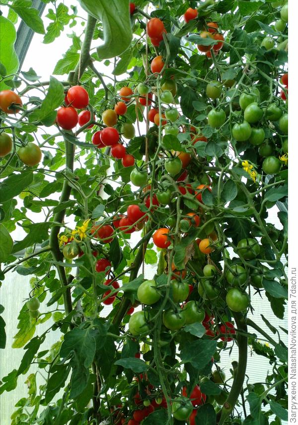 а я собрала томаты черри "волшебная кисть"