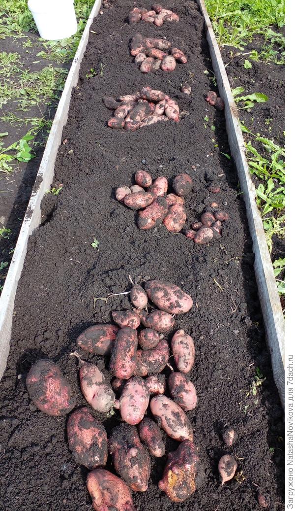 гнилой картошки пока не встретила