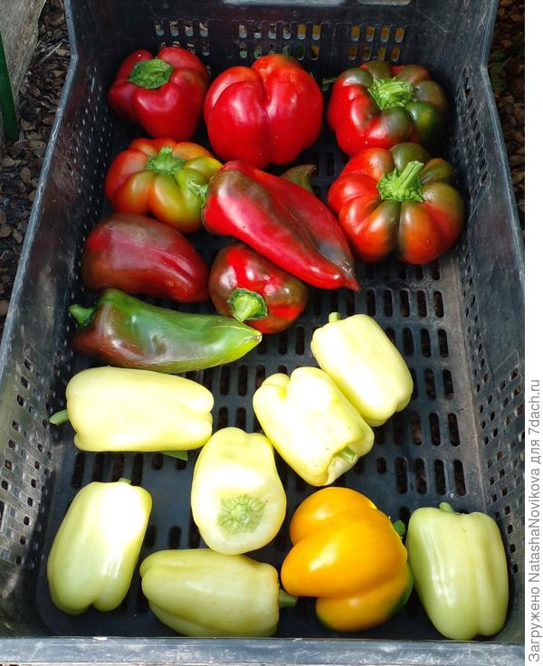 набрала перчиков, хочу лечо в томате закатать