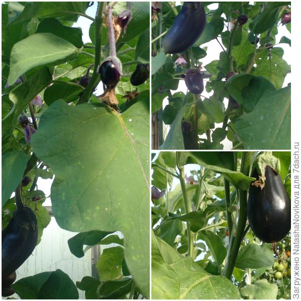 завязей много, а расти не хотят, клещ гадюка соки сосёт