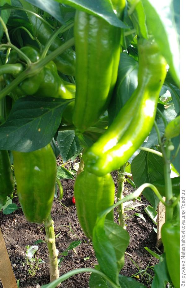 урожайные и не болявые зеленых ещё много