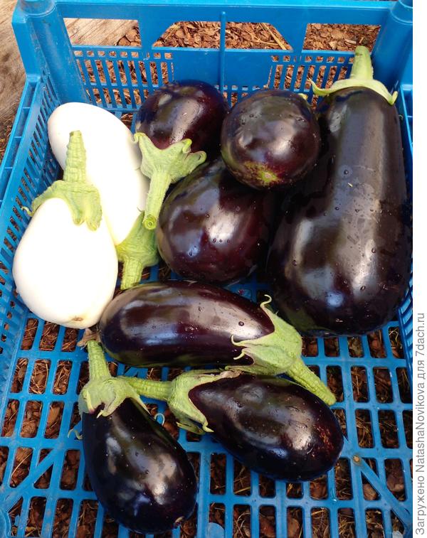 с баклажанами, наверное, закончу