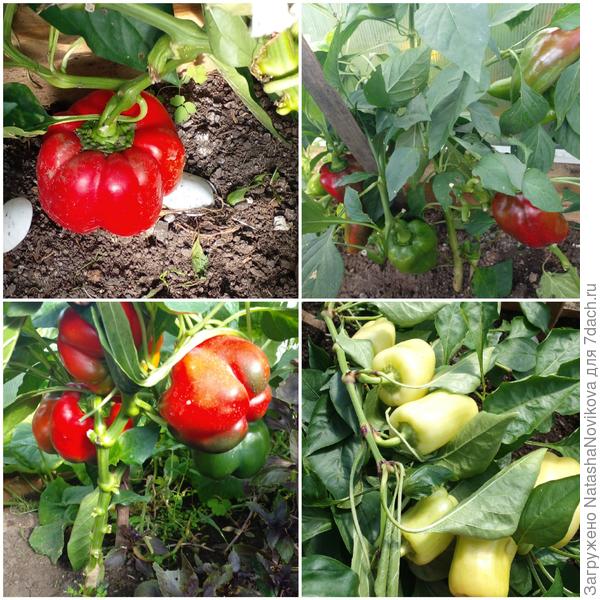 да и другие нормальные