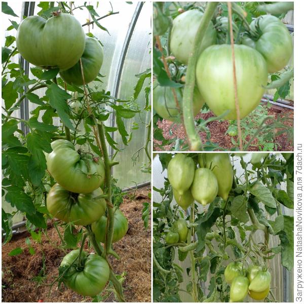 пусть ещё спеют