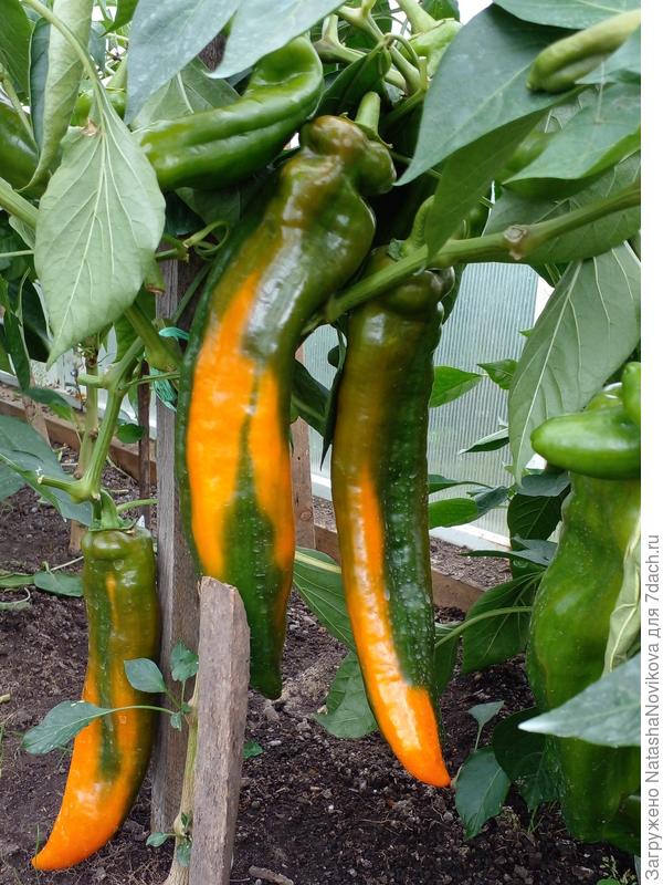 перцы быстро спеют