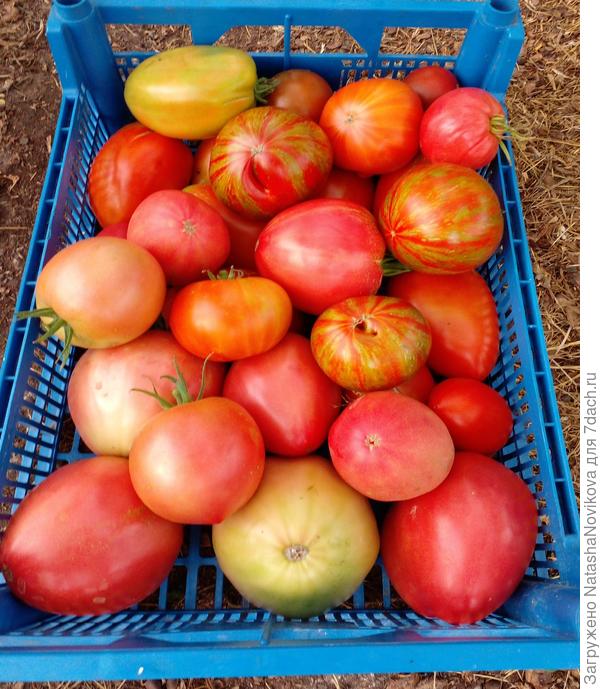 собрала сегодня, завтра буду соус готовить на зиму