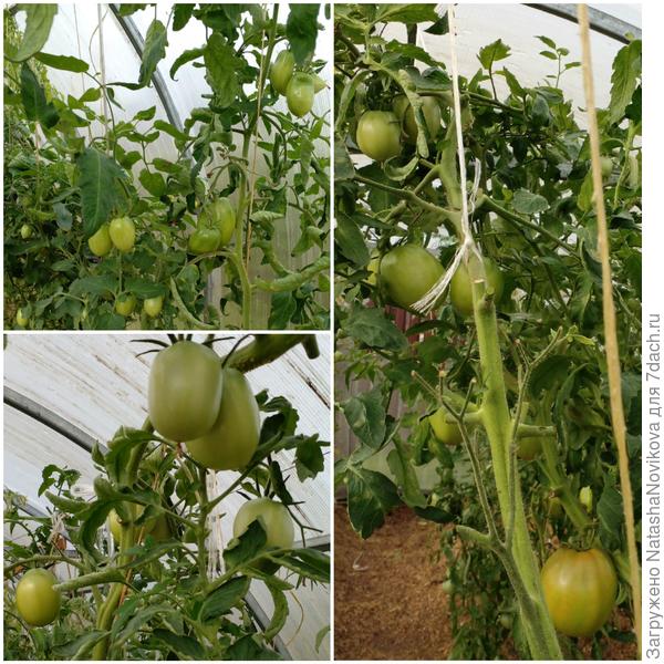 ночами пока +12/14°