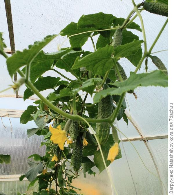 огурчики не кончаются