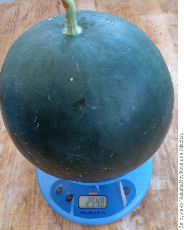 должен быть спелым