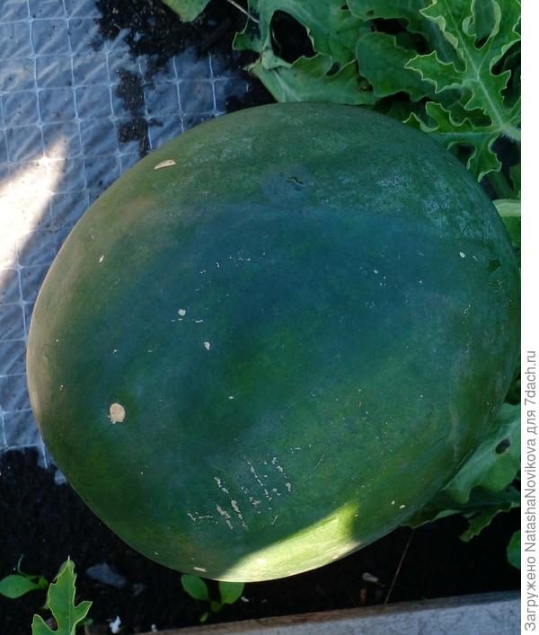 странно, у этого было жёлтое пятно и куда то исчезло