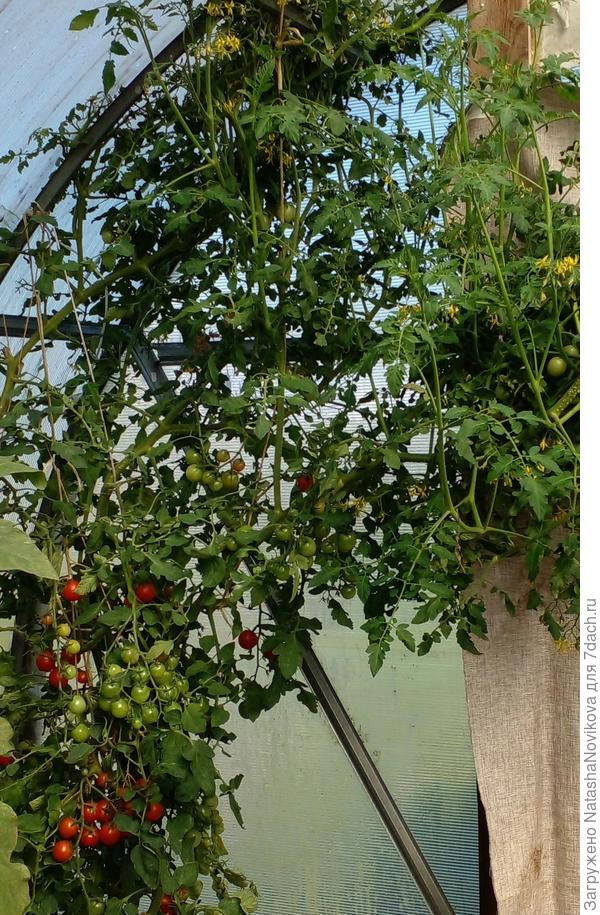 красные оборву, потом хочу куст уложить на землю, на ночь укрывать и пусть спеет до снега:) соседка так делала и в октябре красные томаты снимала. попробую:)