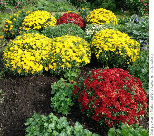 и хризантемы угадали осень