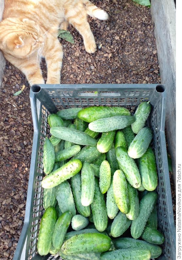 28 августа и ещё не последние, подержу пока