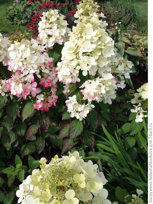 покупала как &quot;бобо&quot;