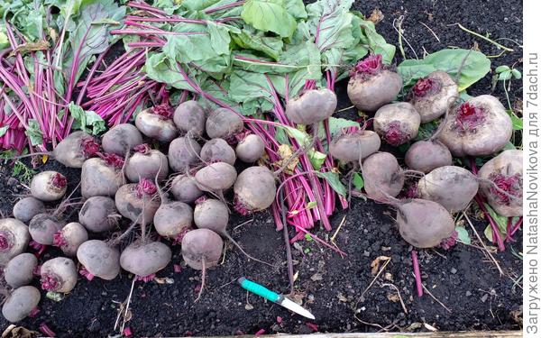 подсушила, обрезала