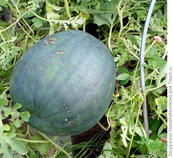 рос в конце гряды, красавчик