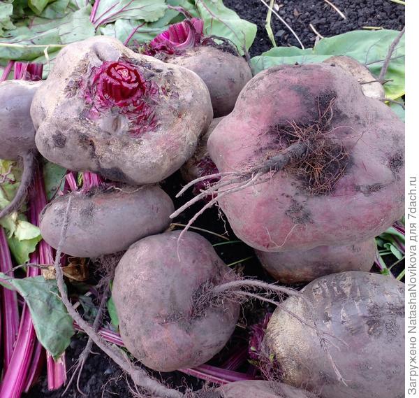 фигуристая свекла