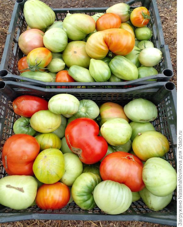 1 сентября, снимаю зеленные