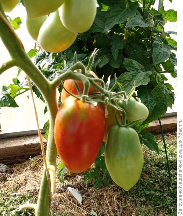 первые начали спеть 7 июля