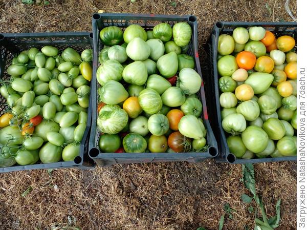 3 сентября оборвала все томаты, баста томатному безумию:)