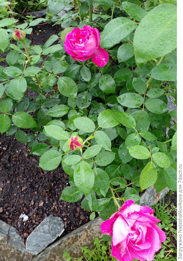 второе цветение розы "максим" но сорт определён не точно