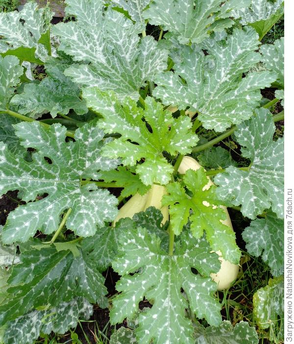 плодоносит и не думает останавливаться