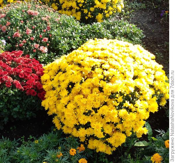 листочков не видно - только цветы