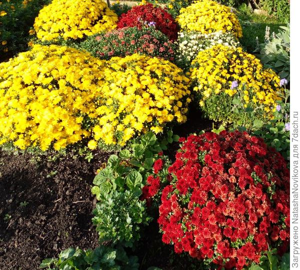 хризы в полном цвету