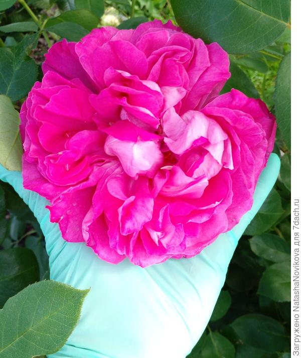 прелестница роза