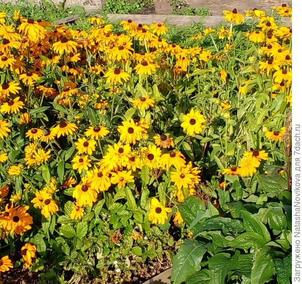 самосевки рудбекии - золото осени