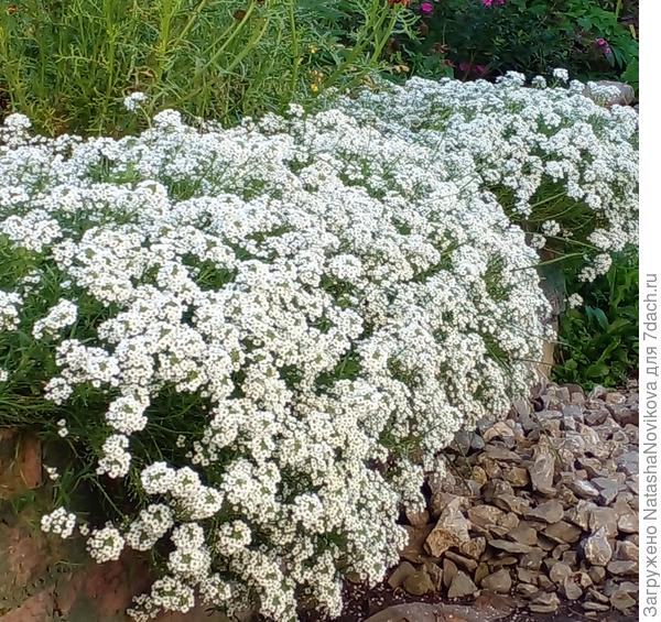 белый снег алиссума