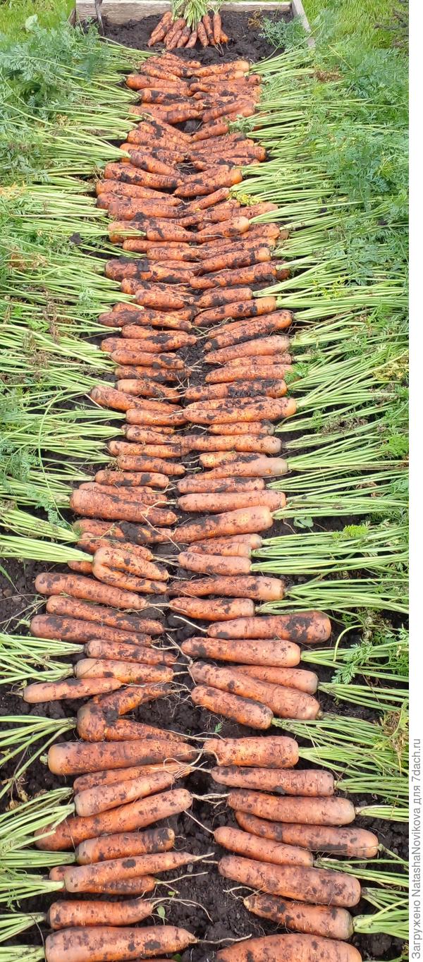 подсыхает, буду мыть красну девицу