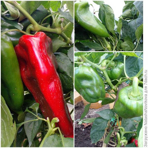 слева он на кусту