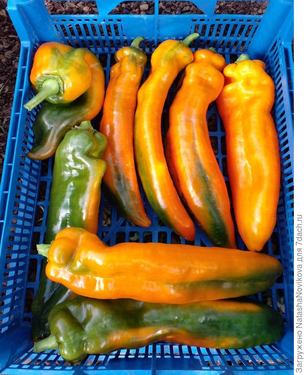 28 августа палермо рулит