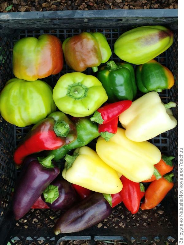 первый сбор 17 июля