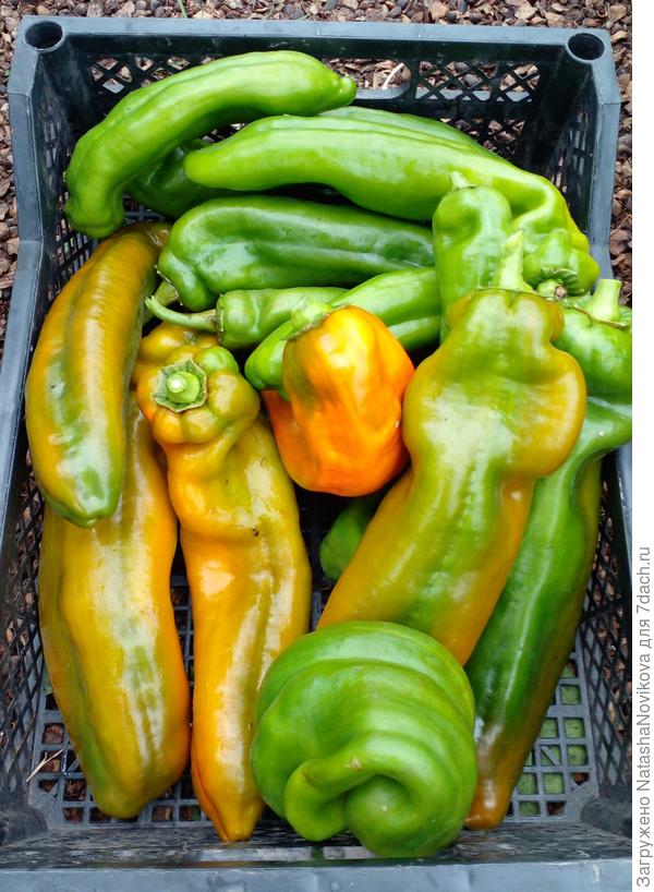 последние "палермо"