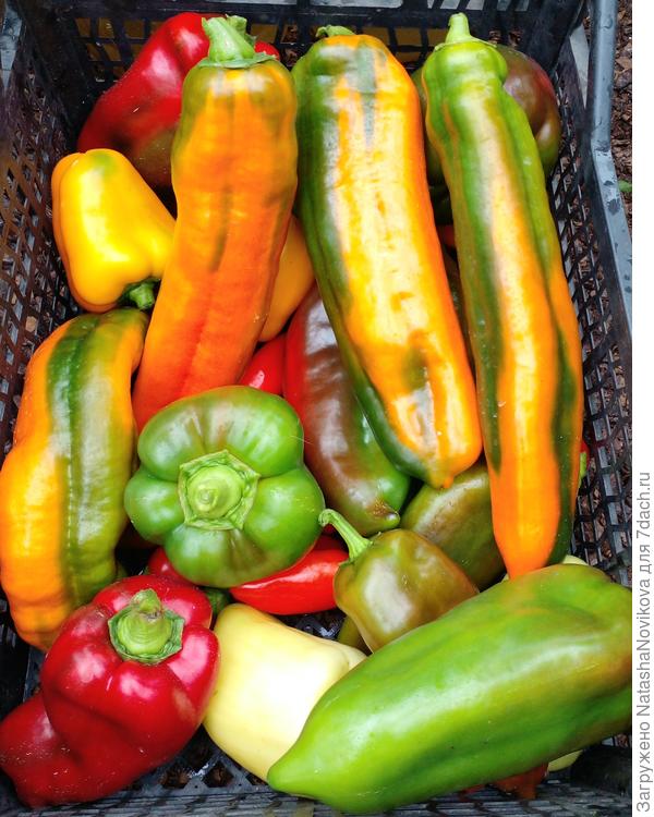 то же 13 августа