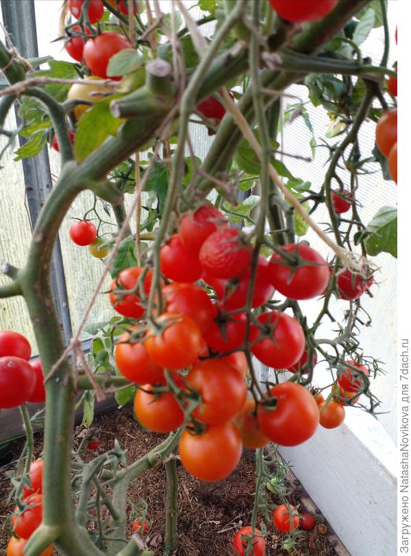 думала ради эксперимента оставить томаты до снега, а черри поспели на кусту