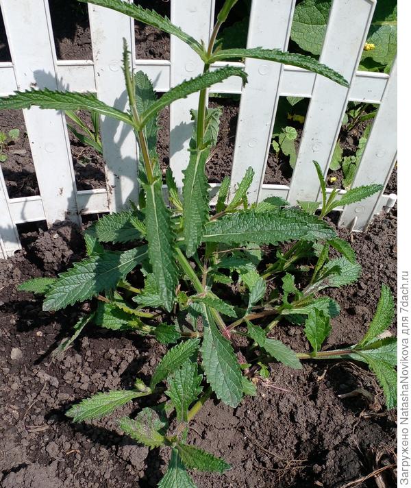 1 июля сего года, самосев так не всходит