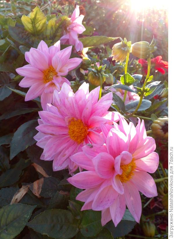 нежность осени